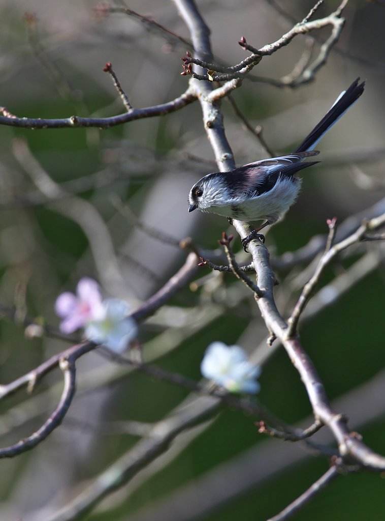 四季桜でお花見