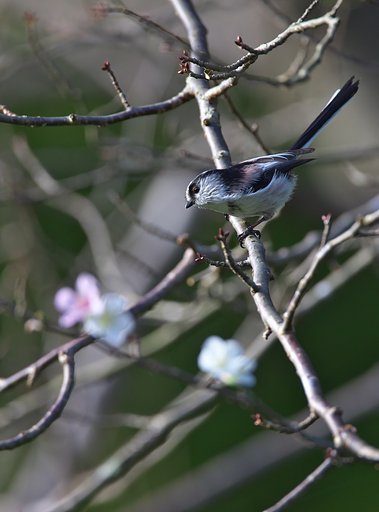 四季桜でお花見