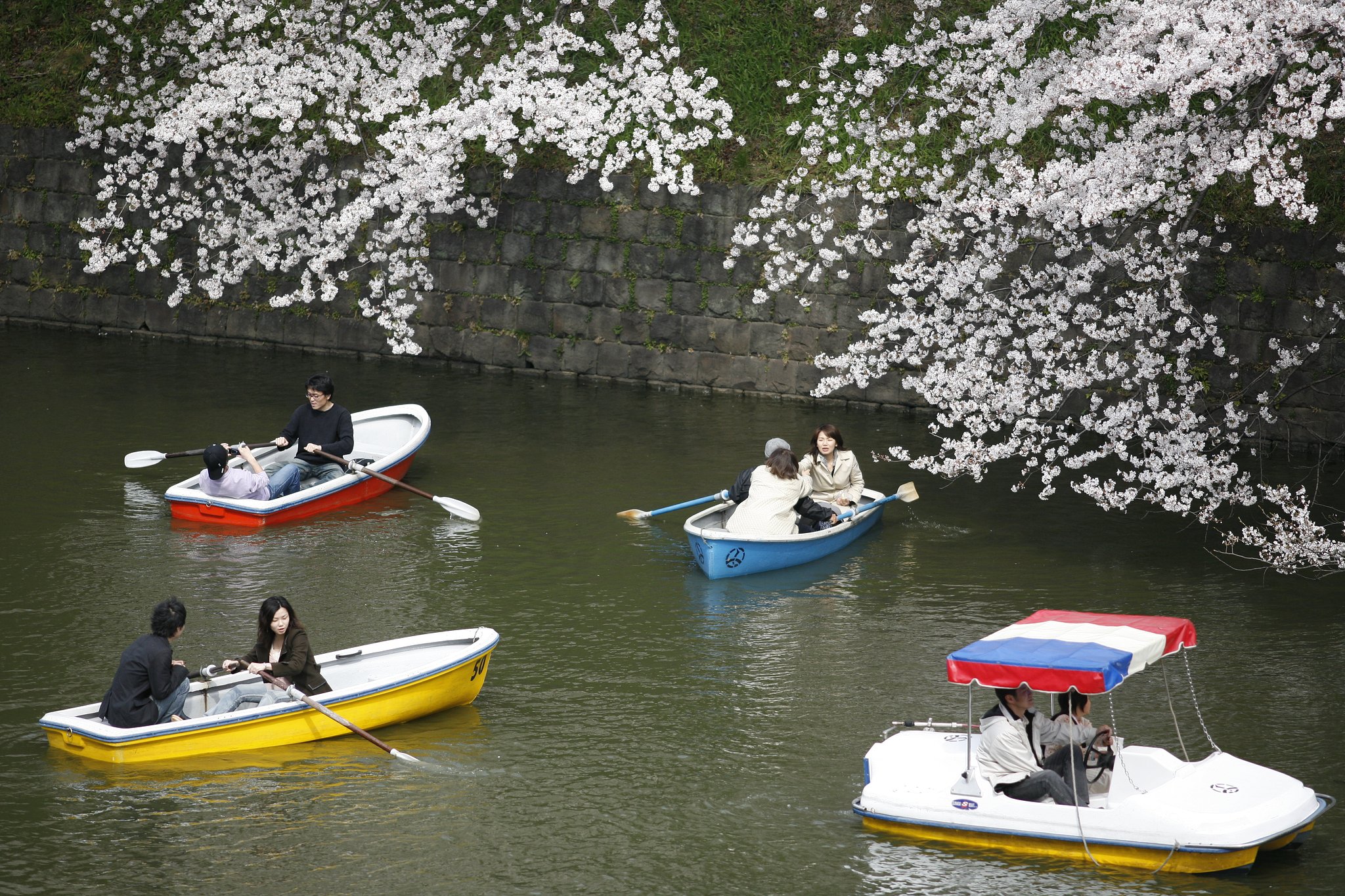 『春』桜は満開