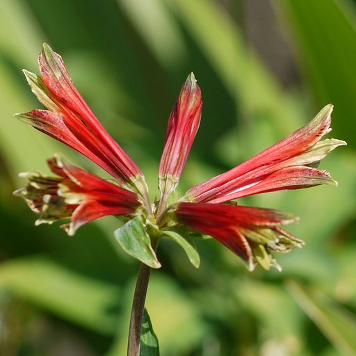 夏の花リコリス