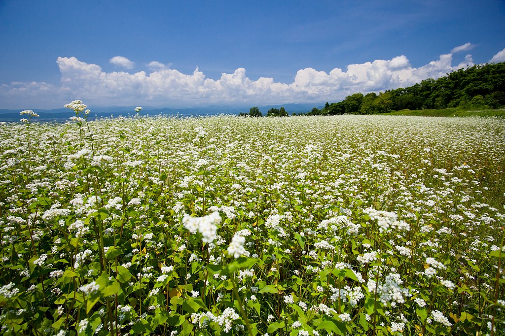 蕎麦の花