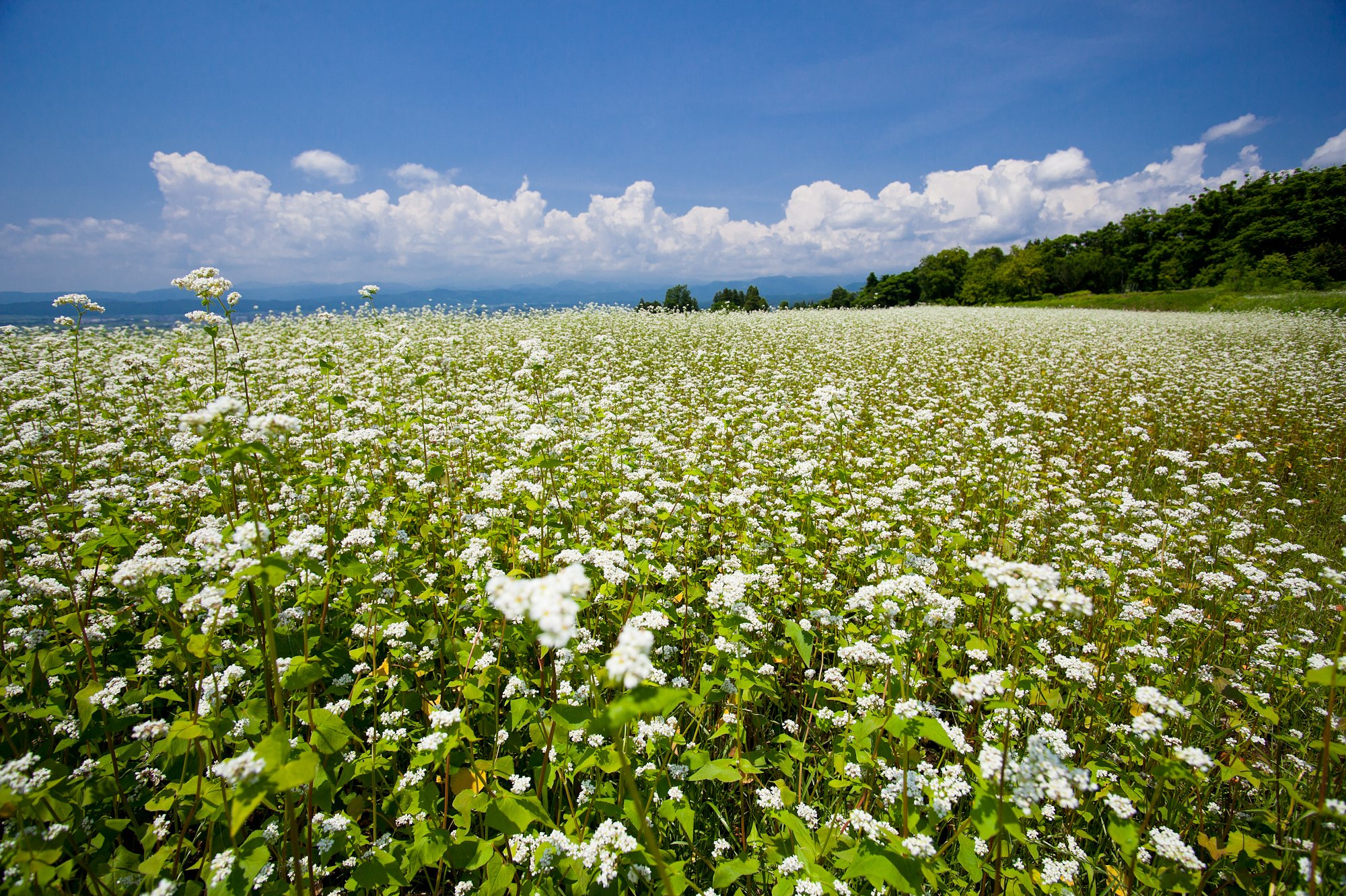 蕎麦の花