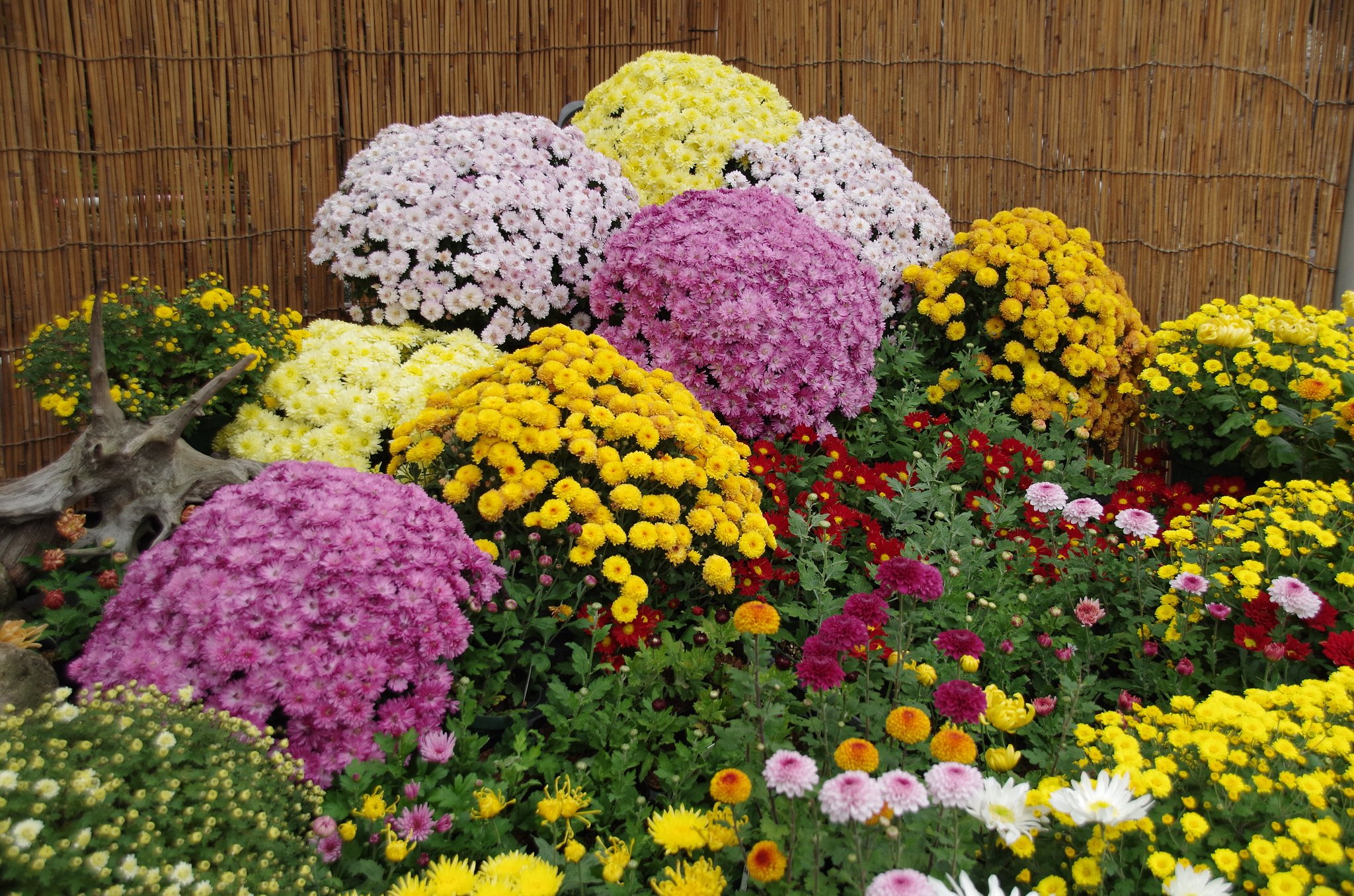 菊花展