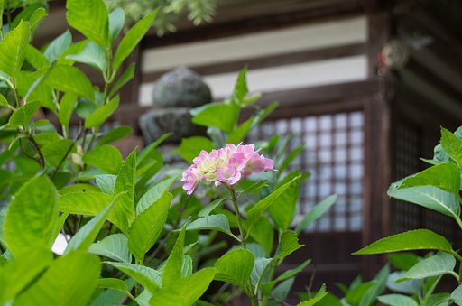 バックに灯篭と本殿