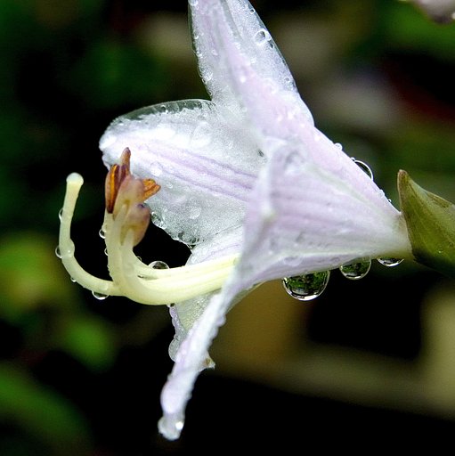 花に接写