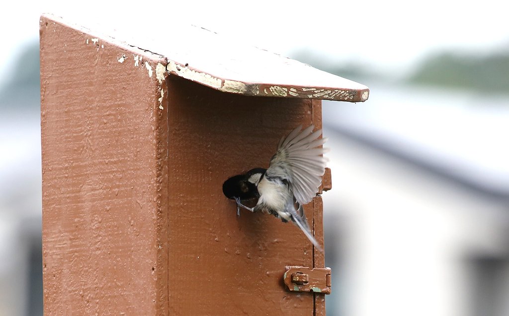 巣立ちを促す親鳥