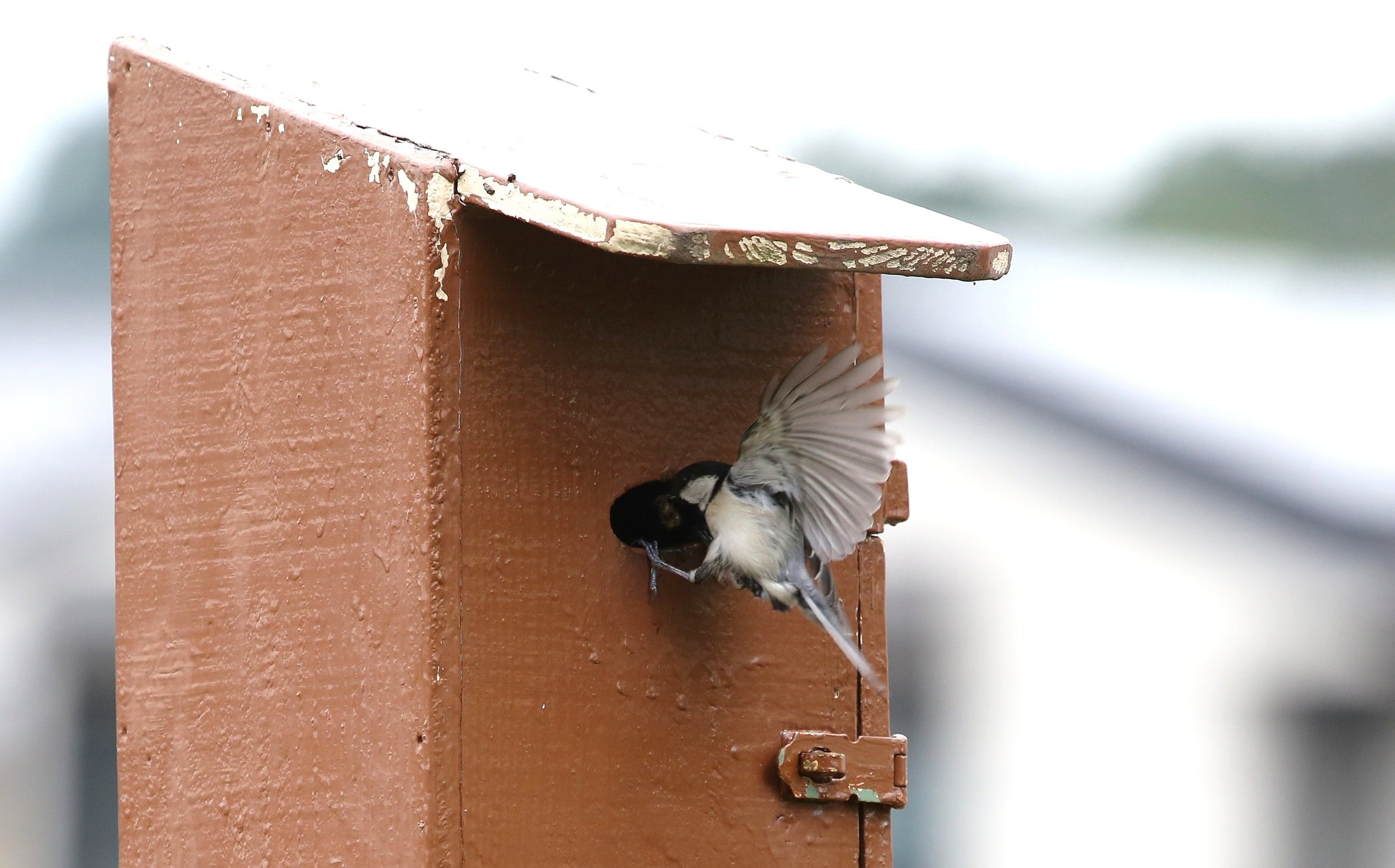 巣立ちを促す親鳥