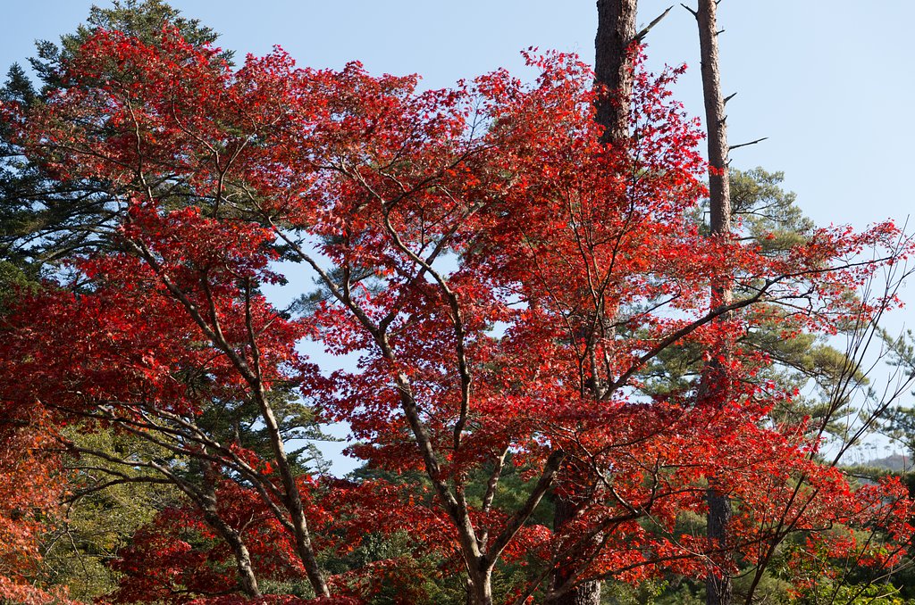 宮島２４