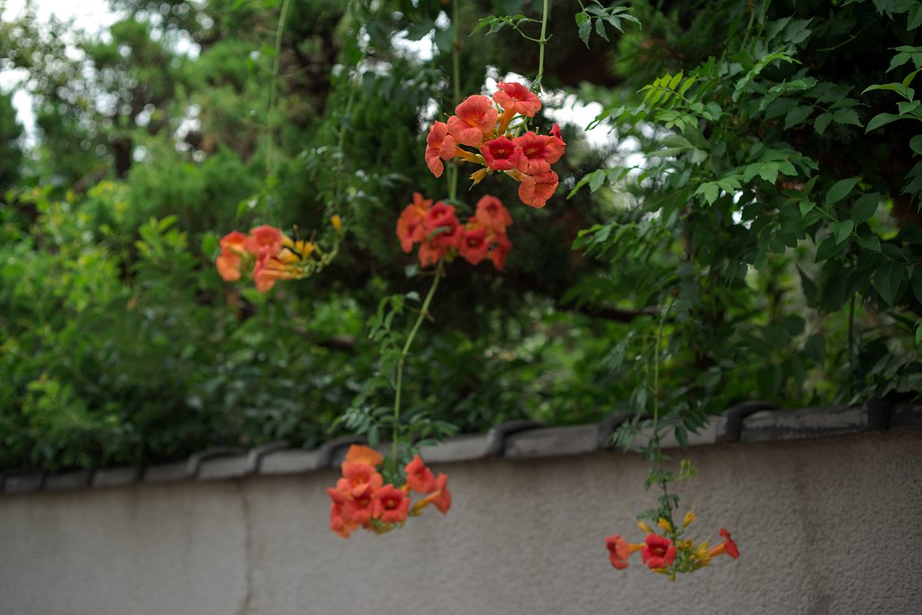 夏を想う