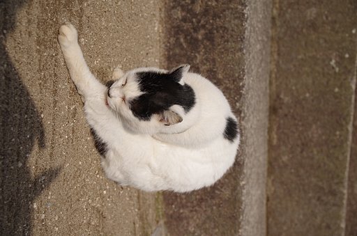 【いのち】毛づくろい