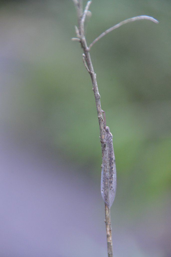 隠蔽色
