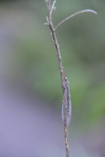 隠蔽色