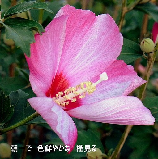 ムクゲ