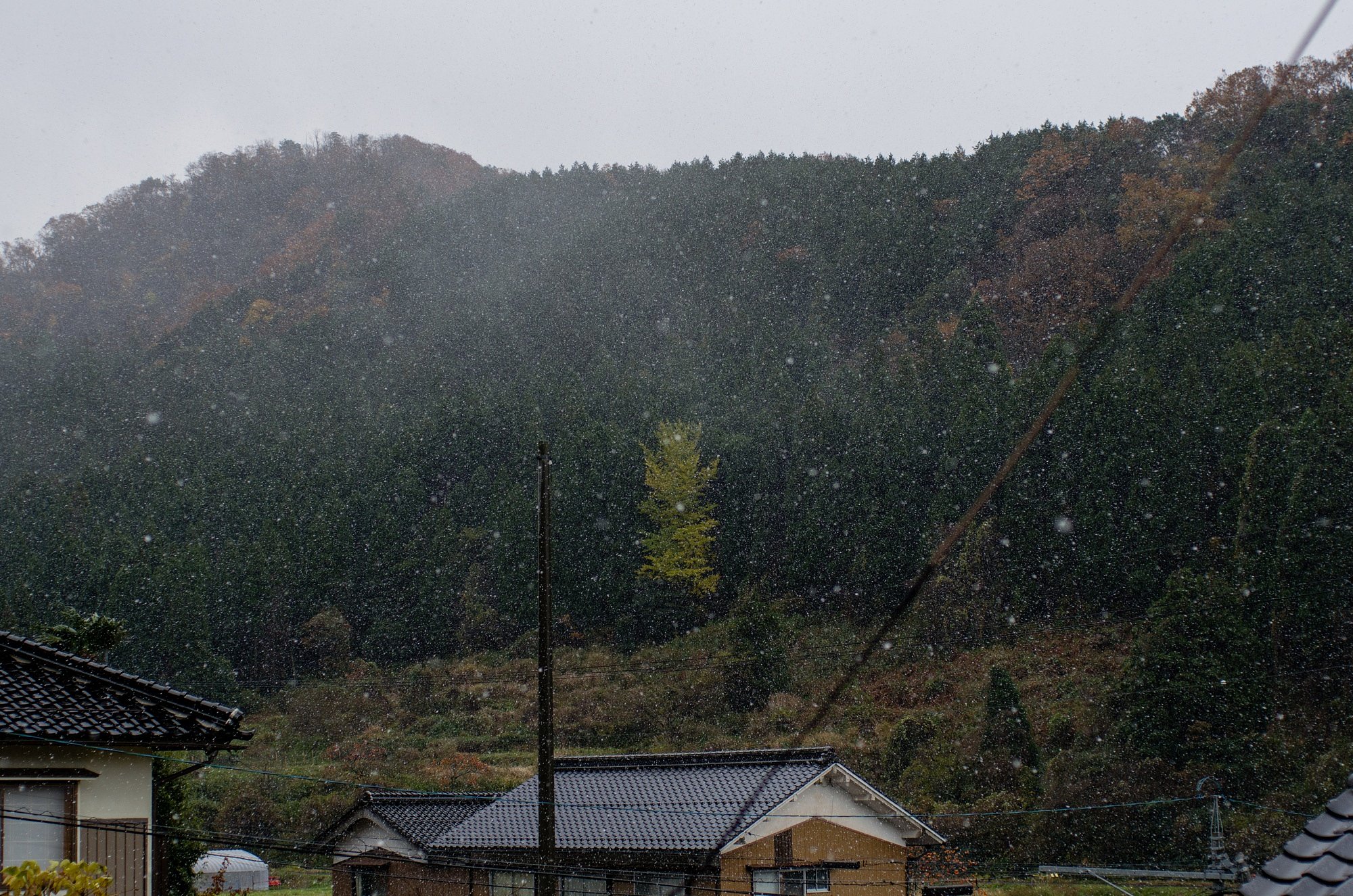 初雪の便り・・。