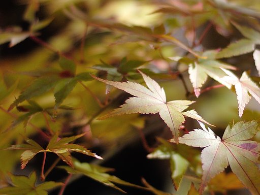 葉っぱに宿る【いのち】を