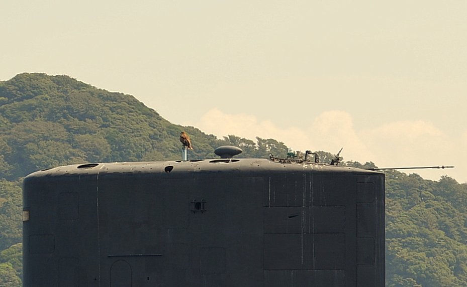 潜水艦上の鳥