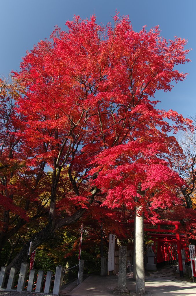 真っ赤な晩秋