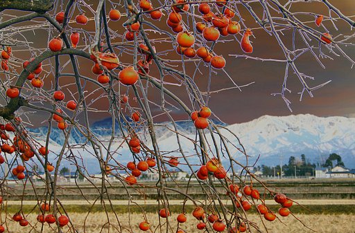 1月9日の写真