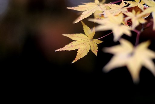 【いのち】燃え尽きるまでは