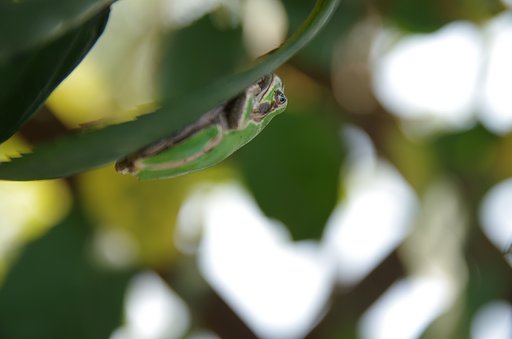 アマガエル