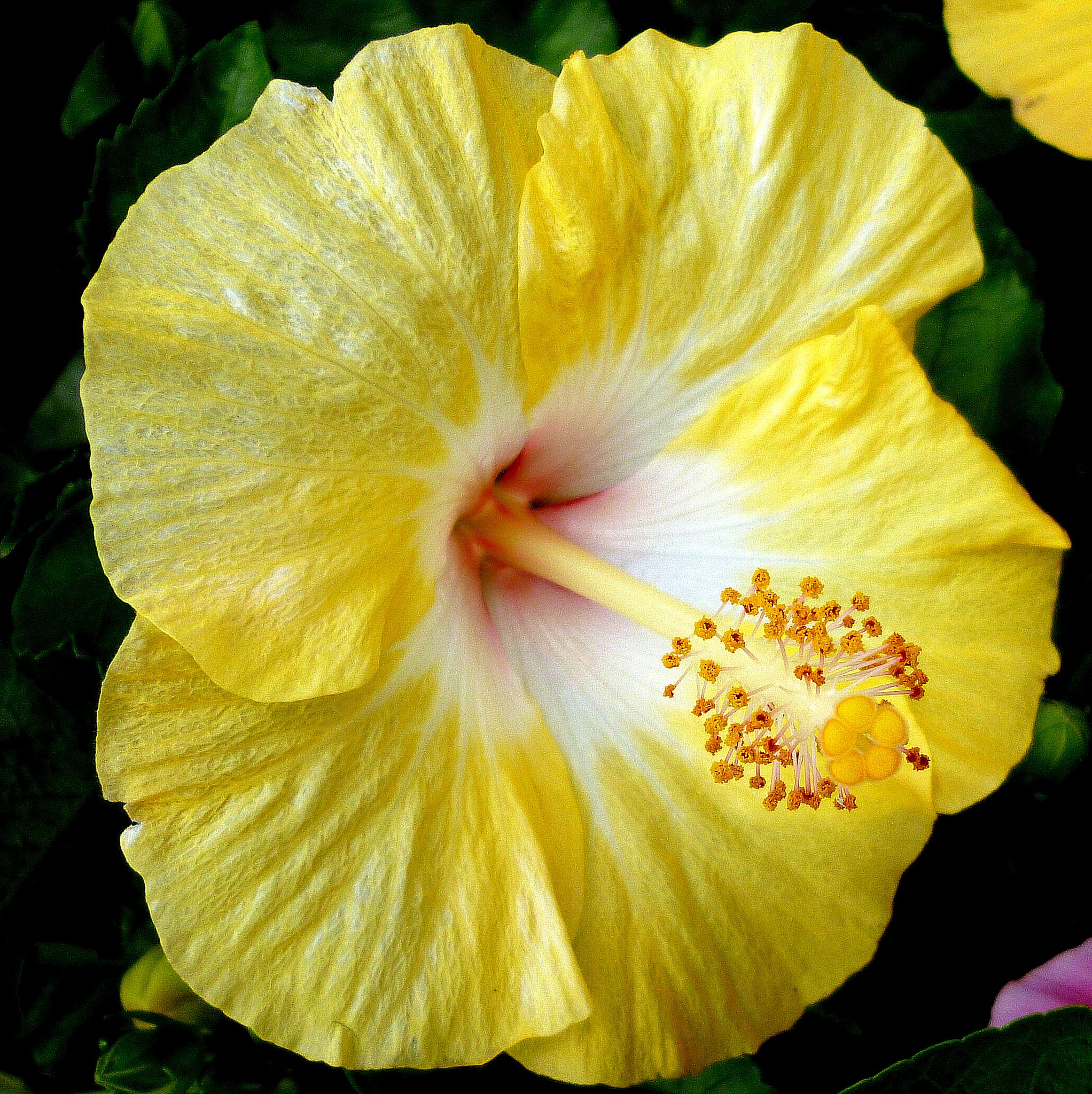 夏の花　Ⅲ・・ハイビスカス黄色のUP