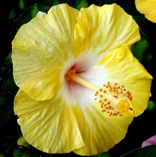 夏の花　Ⅲ・・ハイビスカス黄色のUP