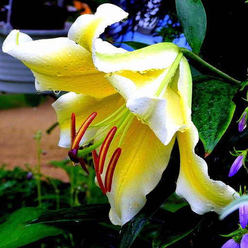 百合の開花