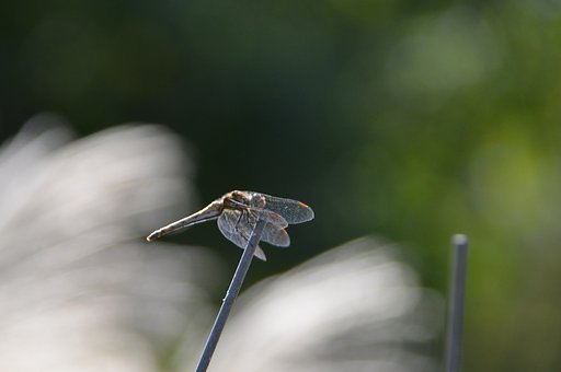 【秋】アカネ