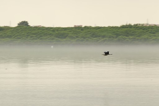 霧に羽ばたく