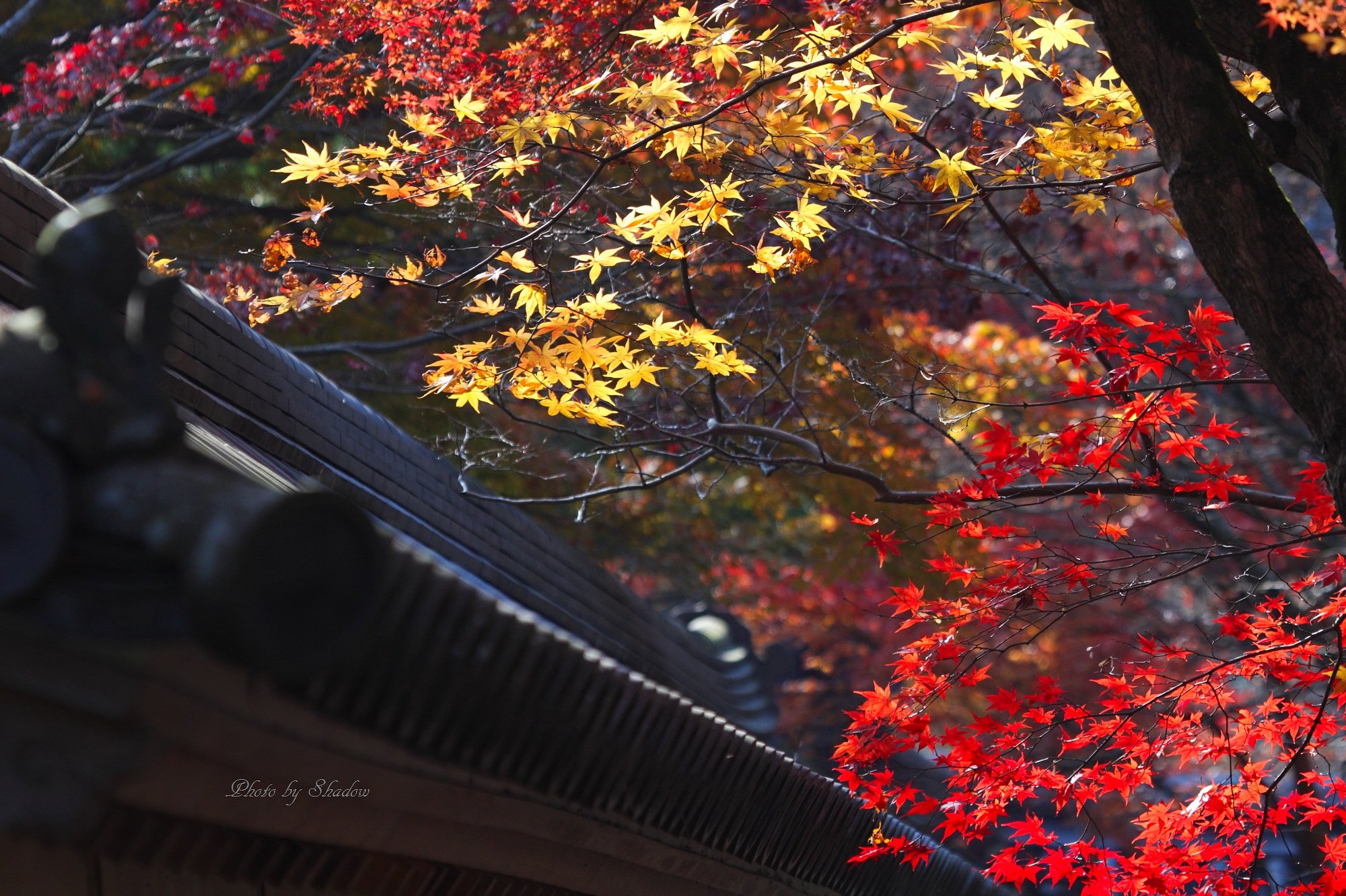 京都二尊院