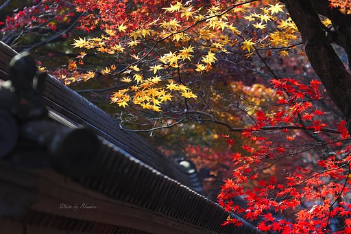 京都二尊院