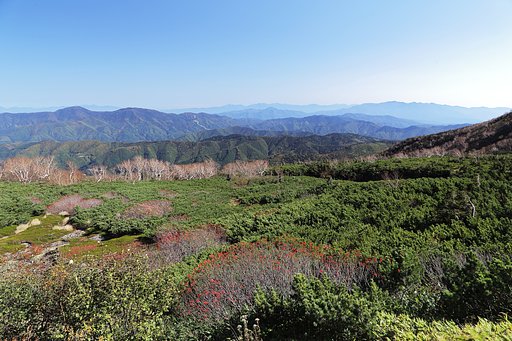 乗鞍、森林限界を行く