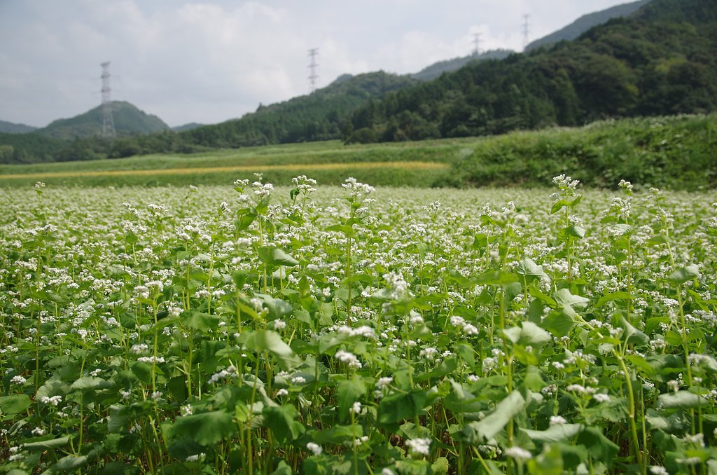 蕎麦畑