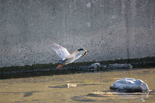 ササゴイがコイを捕りました
