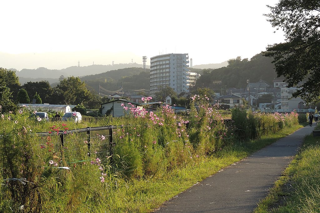 夕方の散歩道