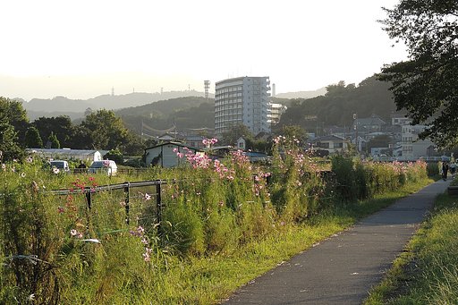 夕方の散歩道