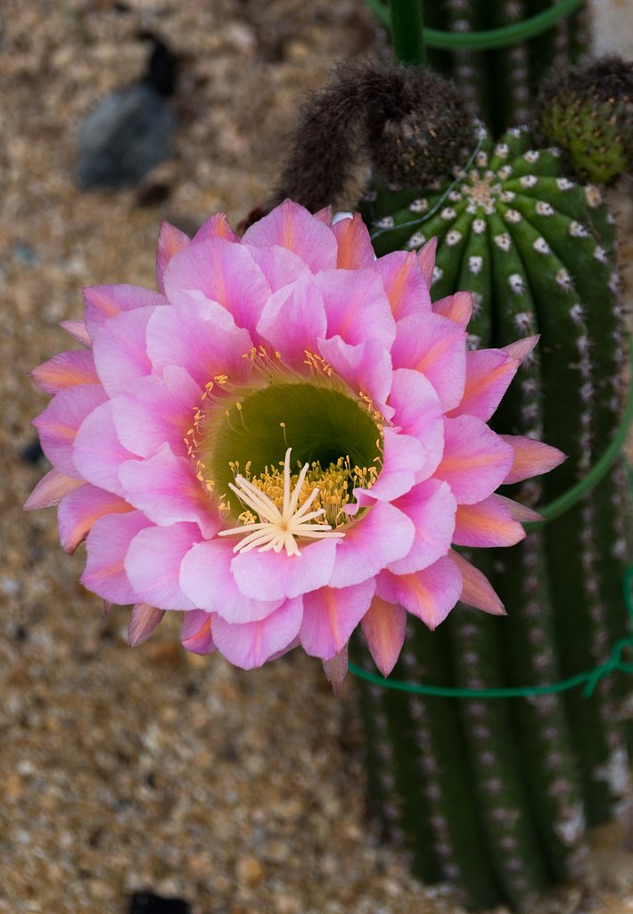 サボテンの花咲いてる