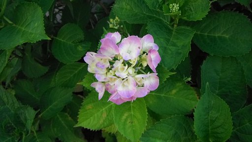 紫陽花