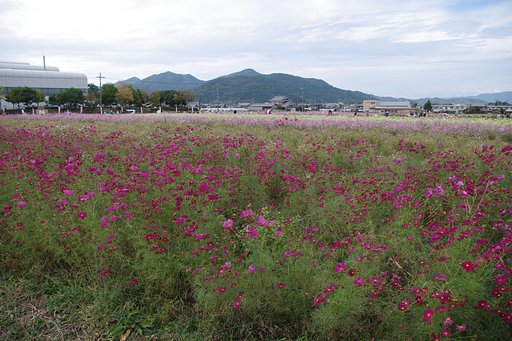 コスモス