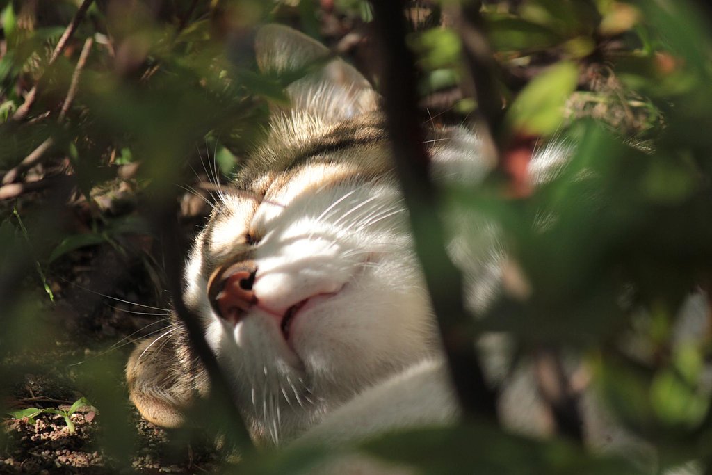 街野良ママ猫