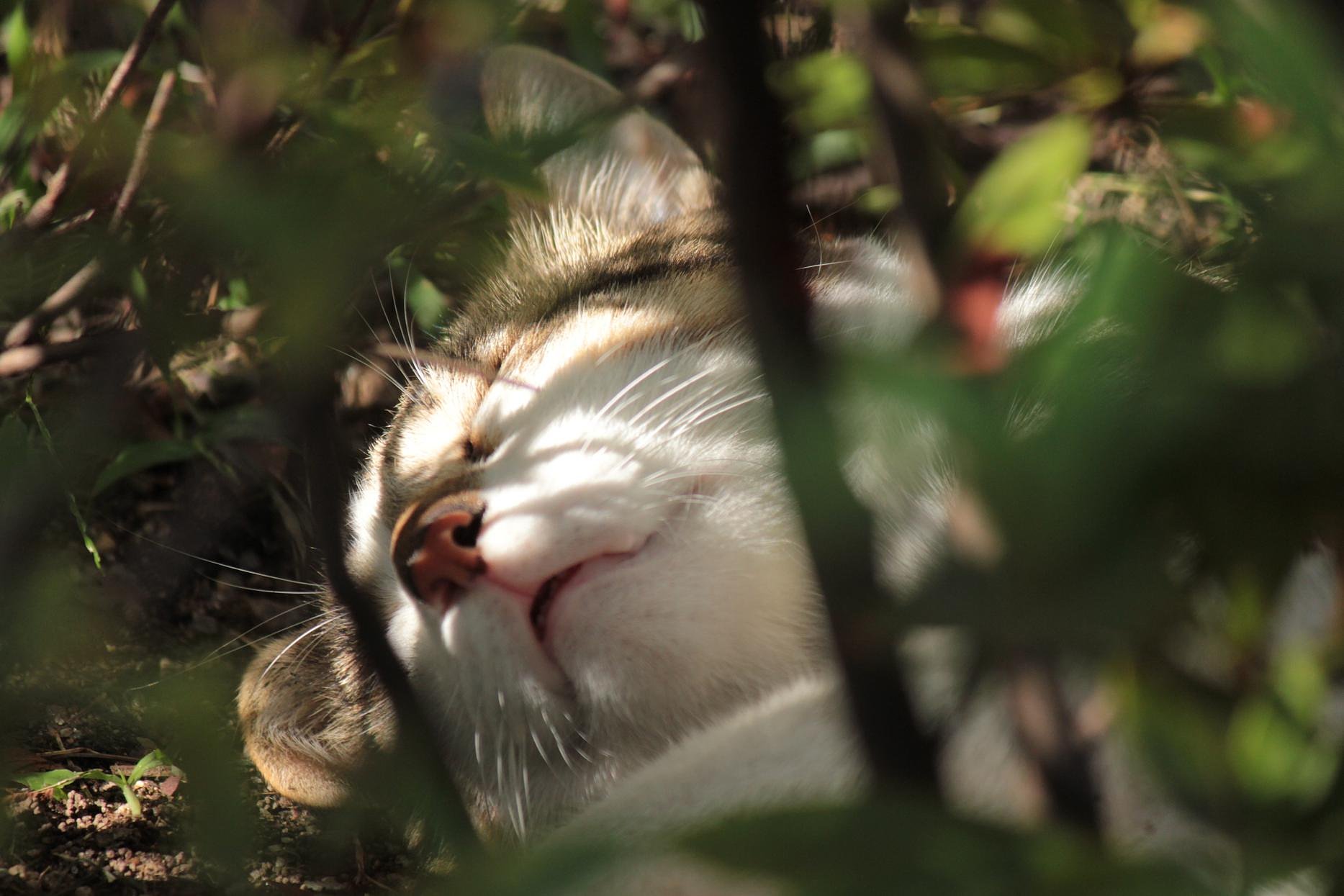 街野良ママ猫