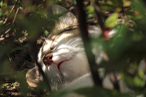 街野良ママ猫