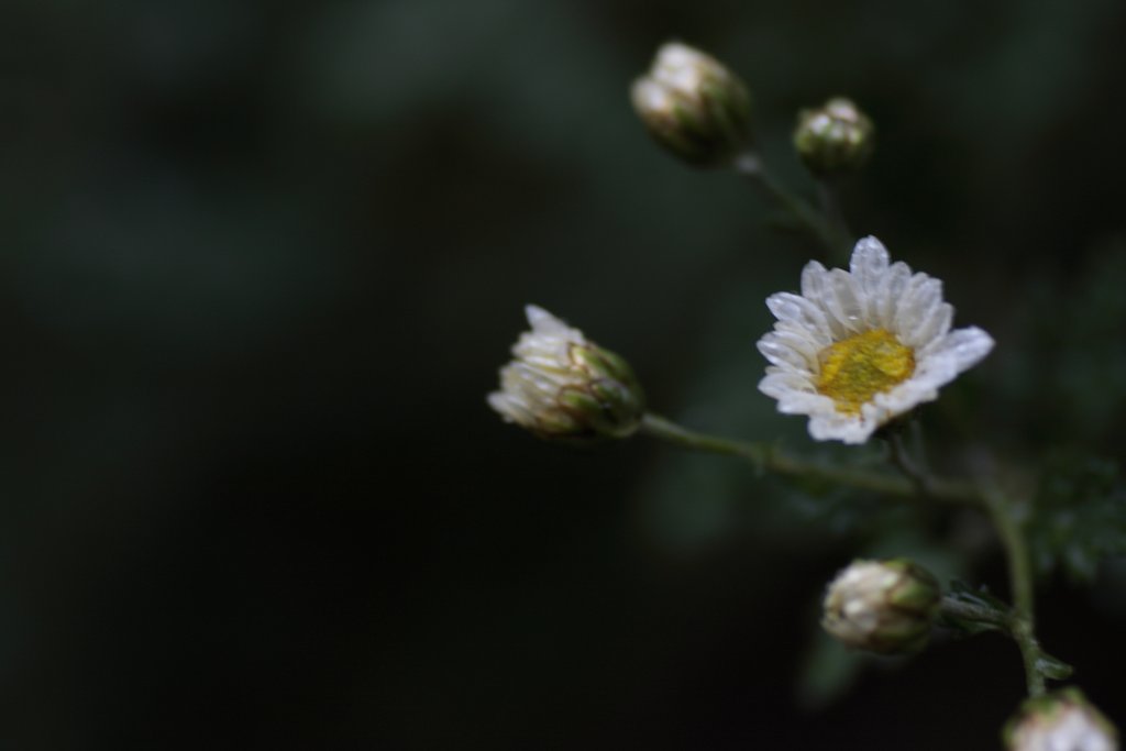 菊開花