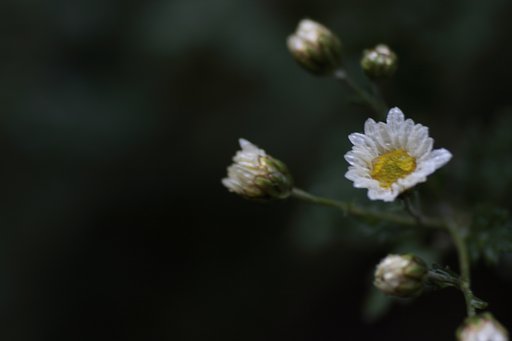 菊開花