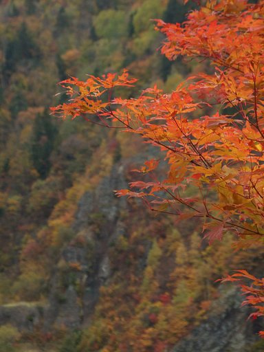 紅葉