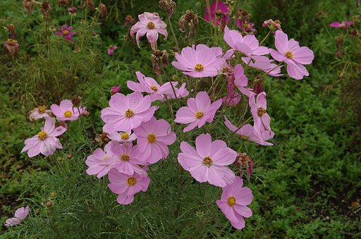 姥秋桜