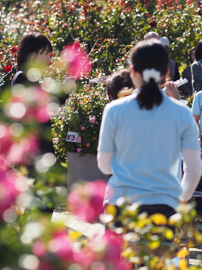 薔薇の音符たち