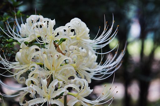 羽根木公園にて
