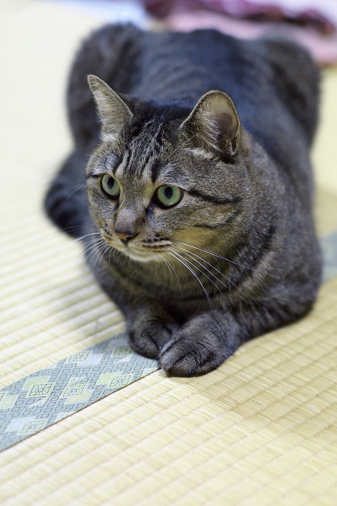 ねこ