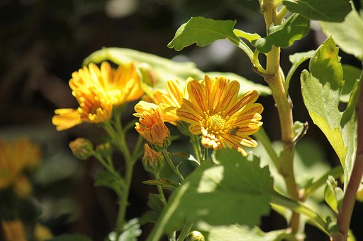 黄色の斑小菊
